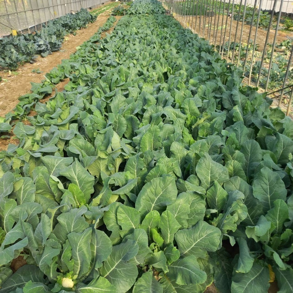 溫室小農 花椰菜 冬季作物 暫時沒 750g $75-細節圖3