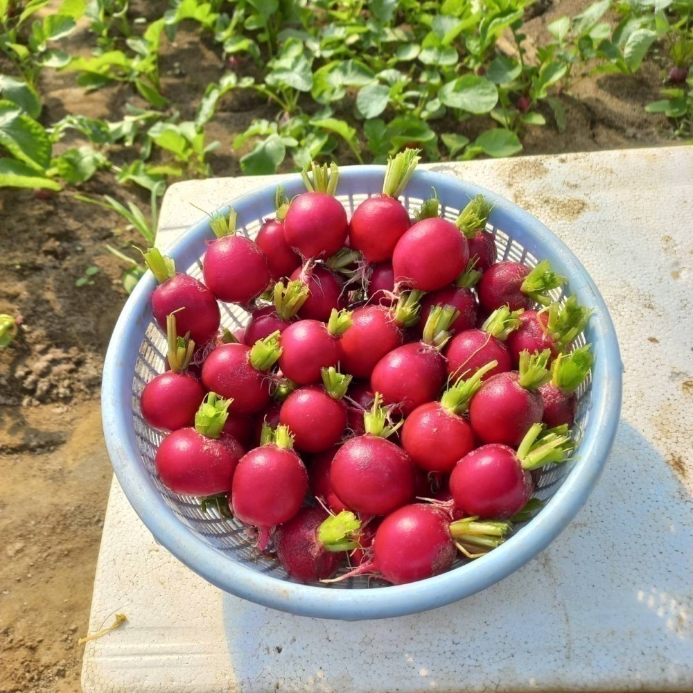 溫室小農 櫻桃蘿蔔 10個 $100 冬季作物-細節圖2