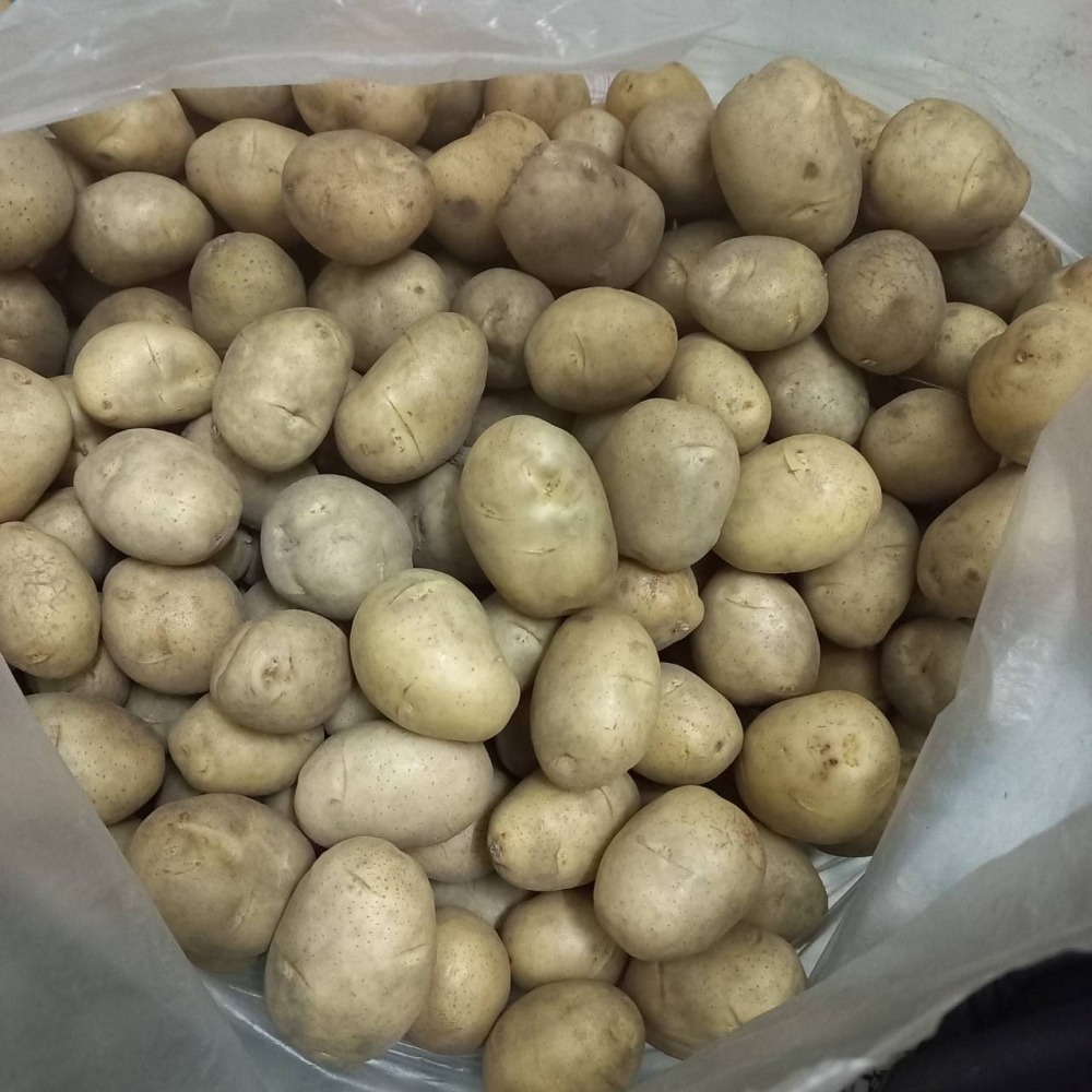 馬鈴薯(小) 600g $40， 預計2月下旬採收 ，炸薯條好吃唷-細節圖3