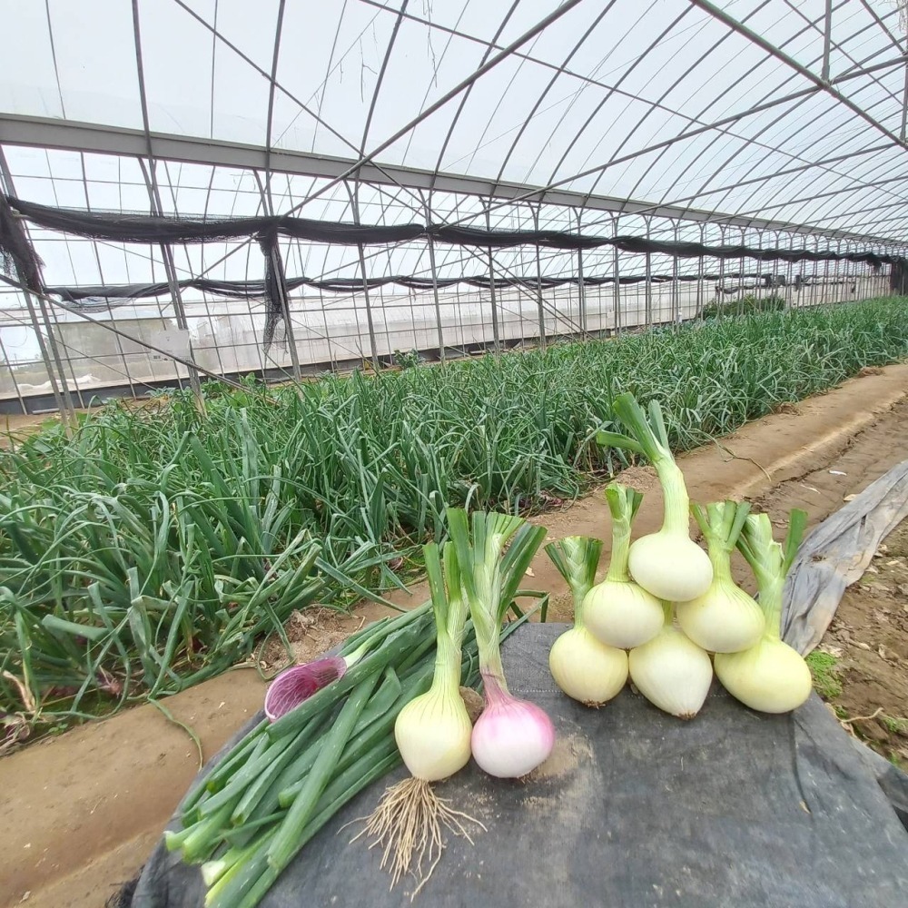 溫室洋蔥$25 (約250g) 種植中 預計3月採 溫室種植的洋蔥 無使用農藥-細節圖2