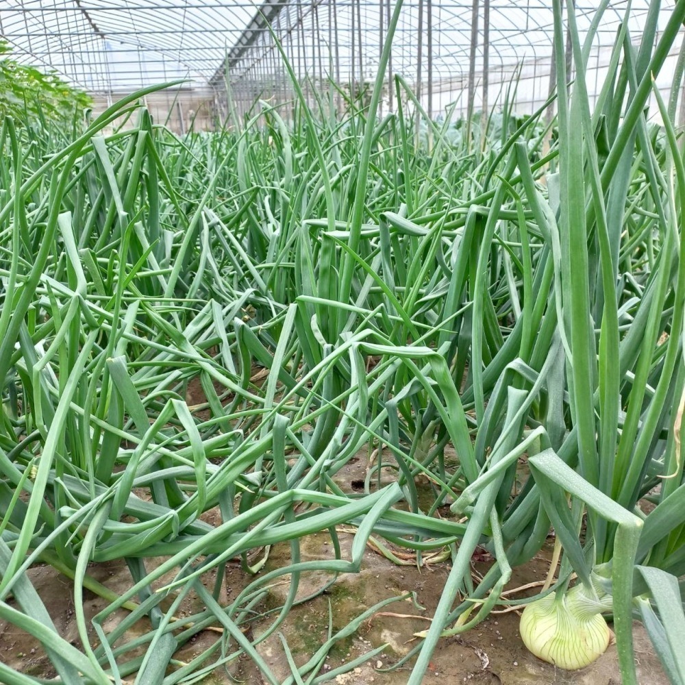 溫室洋蔥$25 (約250g) 種植中 預計3月採 溫室種植的洋蔥 無使用農藥-細節圖4