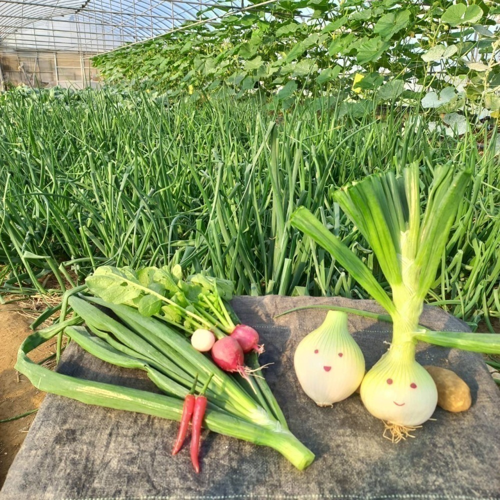 溫室洋蔥$25 (約250g) 種植中 預計3月採 溫室種植的洋蔥 無使用農藥-細節圖3