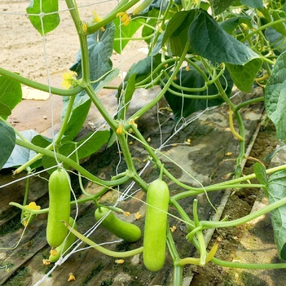 青色水果小黃瓜 500g $85 現採自產自賣《溫室小農》-細節圖4