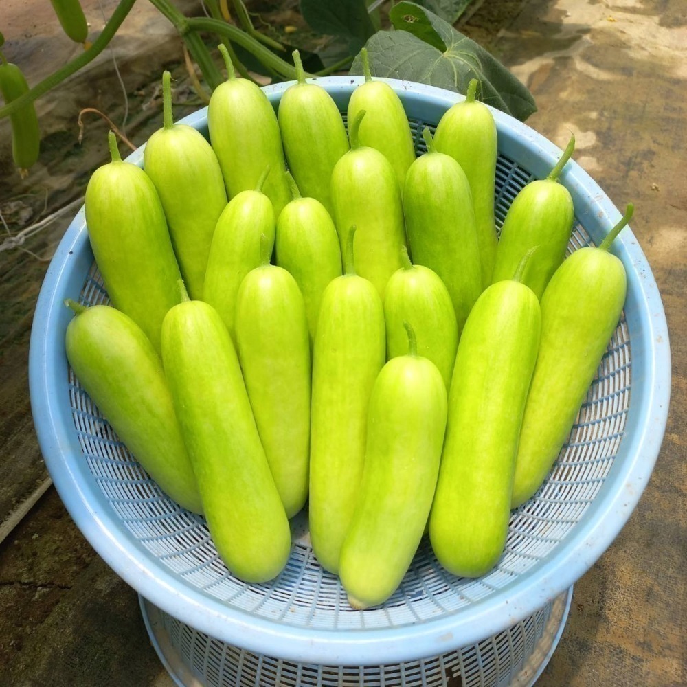 青色水果小黃瓜 500g $85 現採自產自賣《溫室小農》-細節圖7