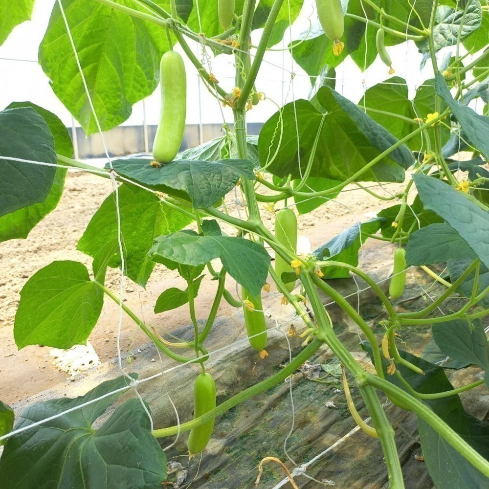 青色水果小黃瓜 500g $85 現採自產自賣《溫室小農》-細節圖5