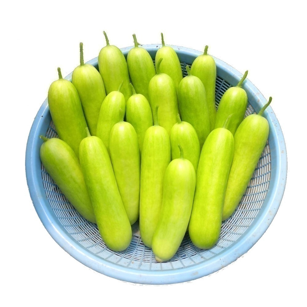 青色水果小黃瓜 500g $85 現採自產自賣《溫室小農》-細節圖8