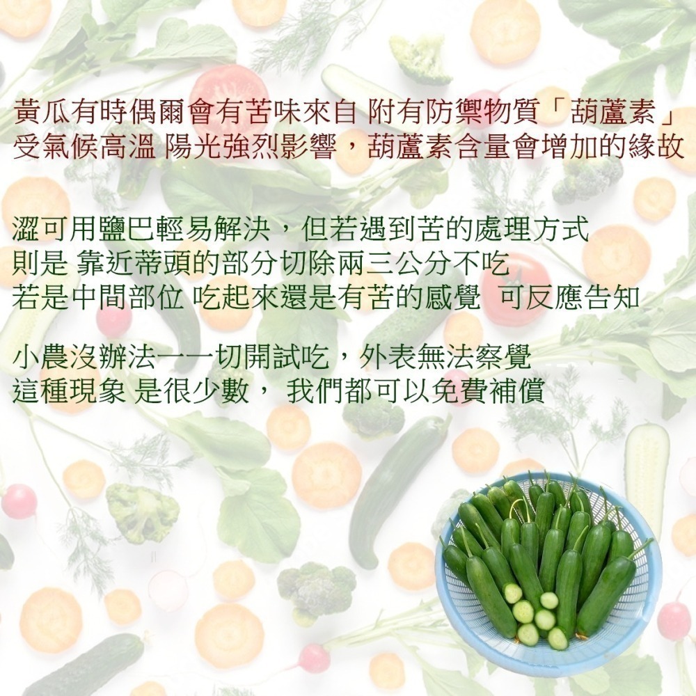 青色水果小黃瓜 500g $85 現採自產自賣《溫室小農》-細節圖3