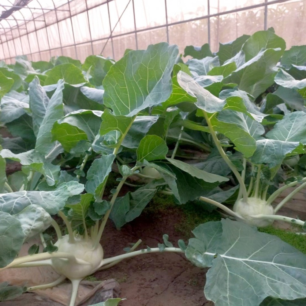 大頭菜 $75 $900g 現採自產自賣 《溫室小農》-細節圖2
