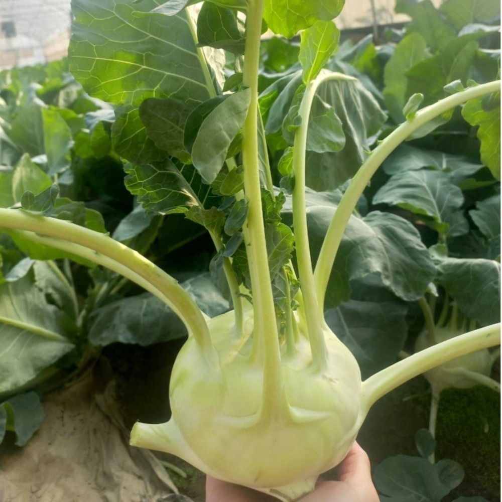 大頭菜 $75 $900g 現採自產自賣 《溫室小農》-細節圖3