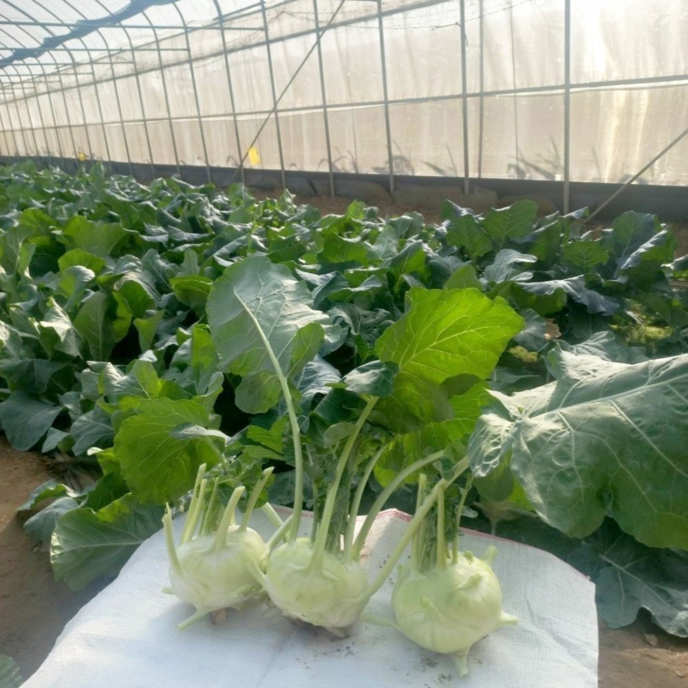 大頭菜 $75 $900g 現採自產自賣 《溫室小農》-細節圖4