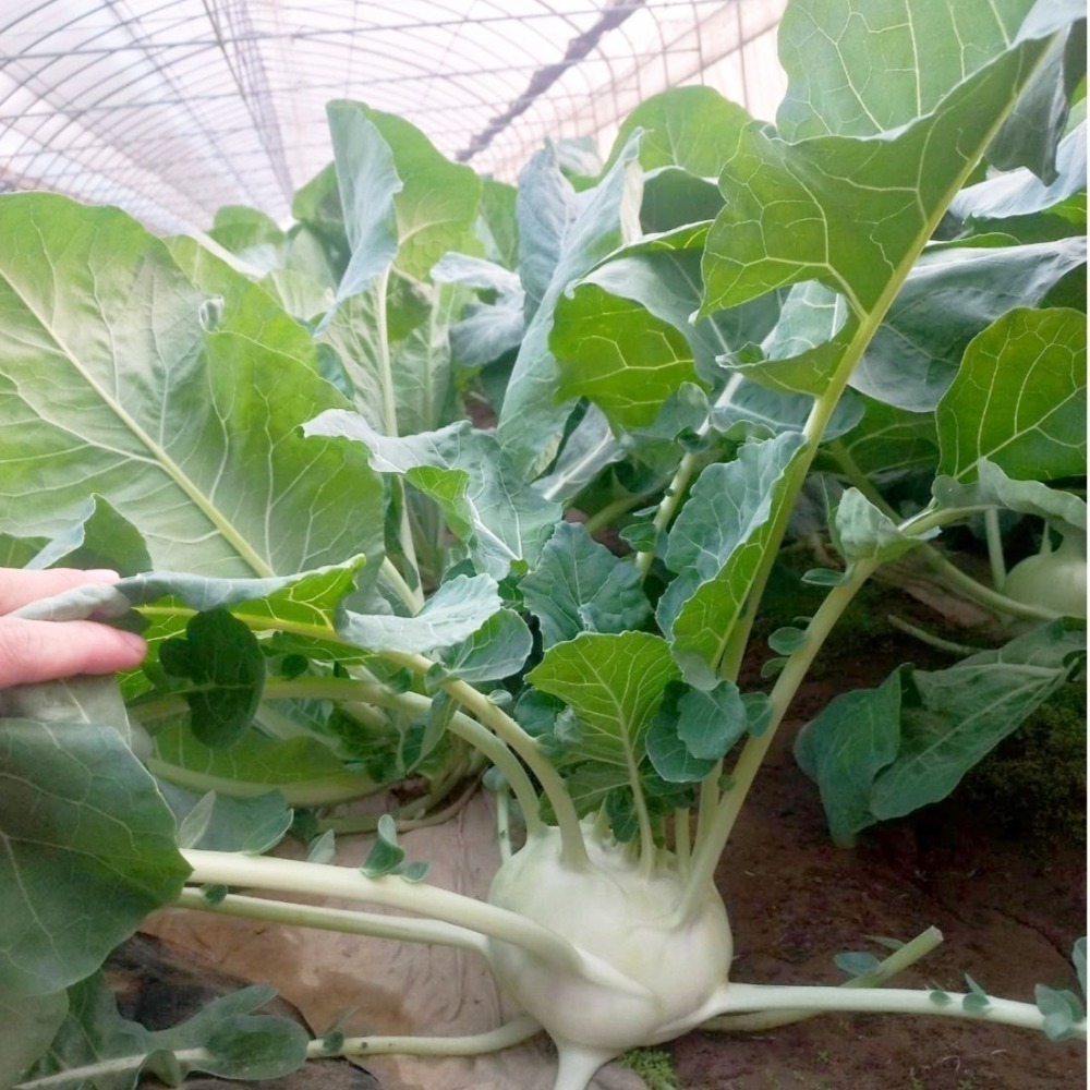 大頭菜 $75 $900g 冬季作物 暫時沒 《溫室小農》-細節圖5