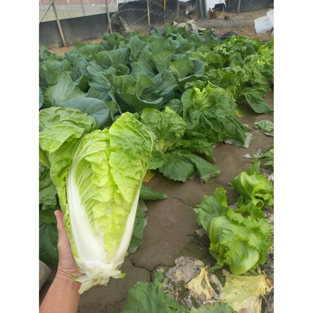 溫室小農 包心白菜 $65 約800g-細節圖2