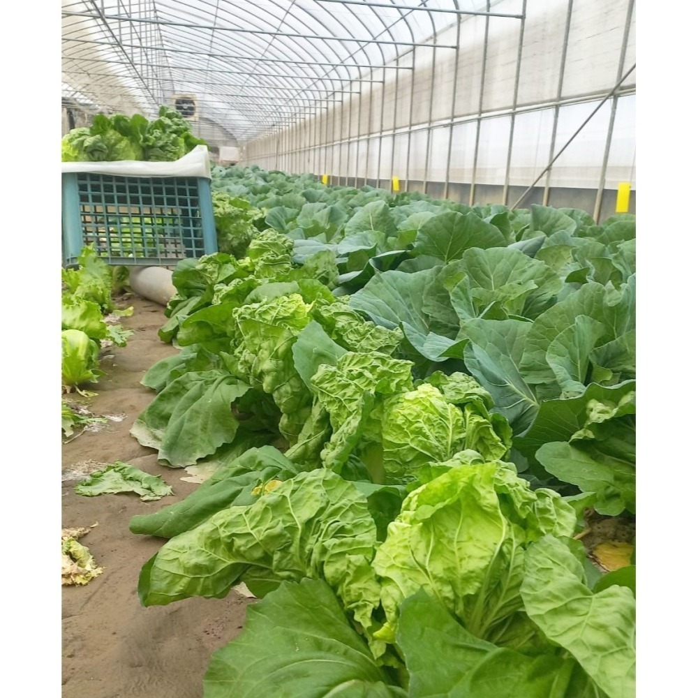 溫室小農 包心白菜 $65 約800g 冬季作物 暫時沒-細節圖3