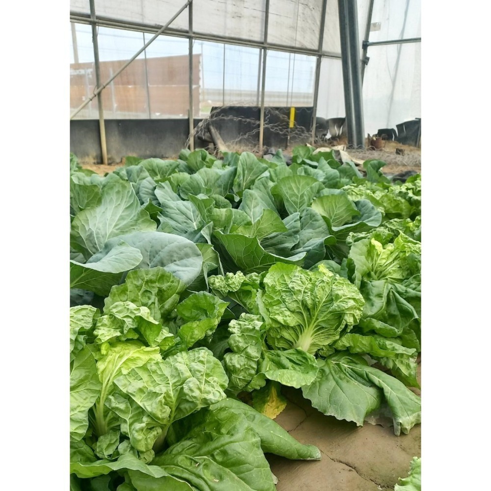 溫室小農 包心白菜 $65 約800g 冬季作物 暫時沒-細節圖4