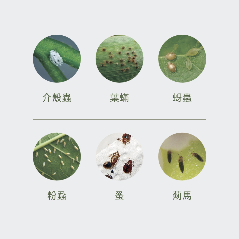 【Earth Stuff】園藝植栽專用天然驅蟲液-苦無露PLUS+-細節圖4