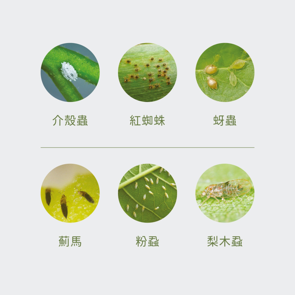 【Earth Stuff】園藝植栽專用天然除蟲液-矽無露PLUS+-細節圖4