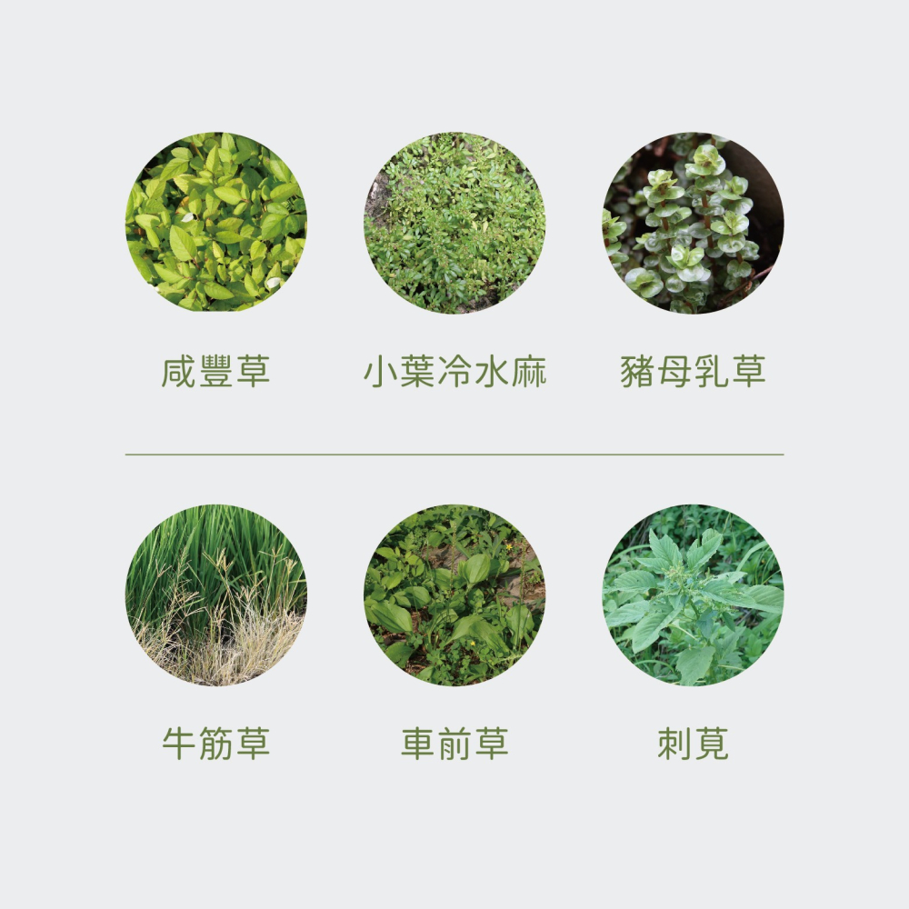 【Earth Stuff】園藝植栽專用天然除草液-草無露PLUS+-細節圖4