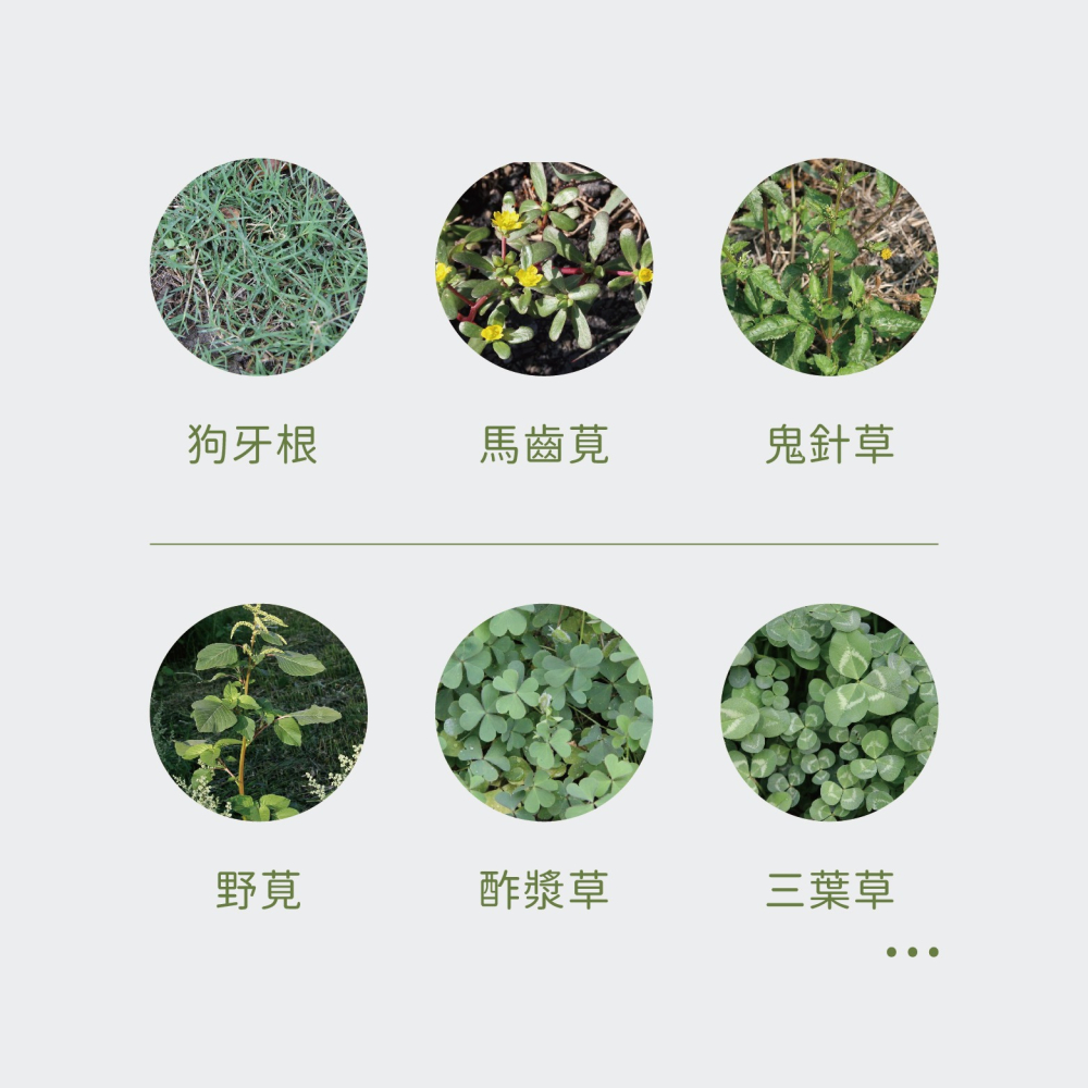 【Earth Stuff】園藝植栽專用天然除草液-草無露PLUS+-細節圖5