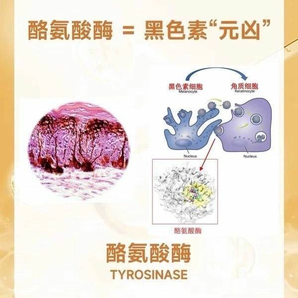 酪胺酸酶食品級100克-細節圖3