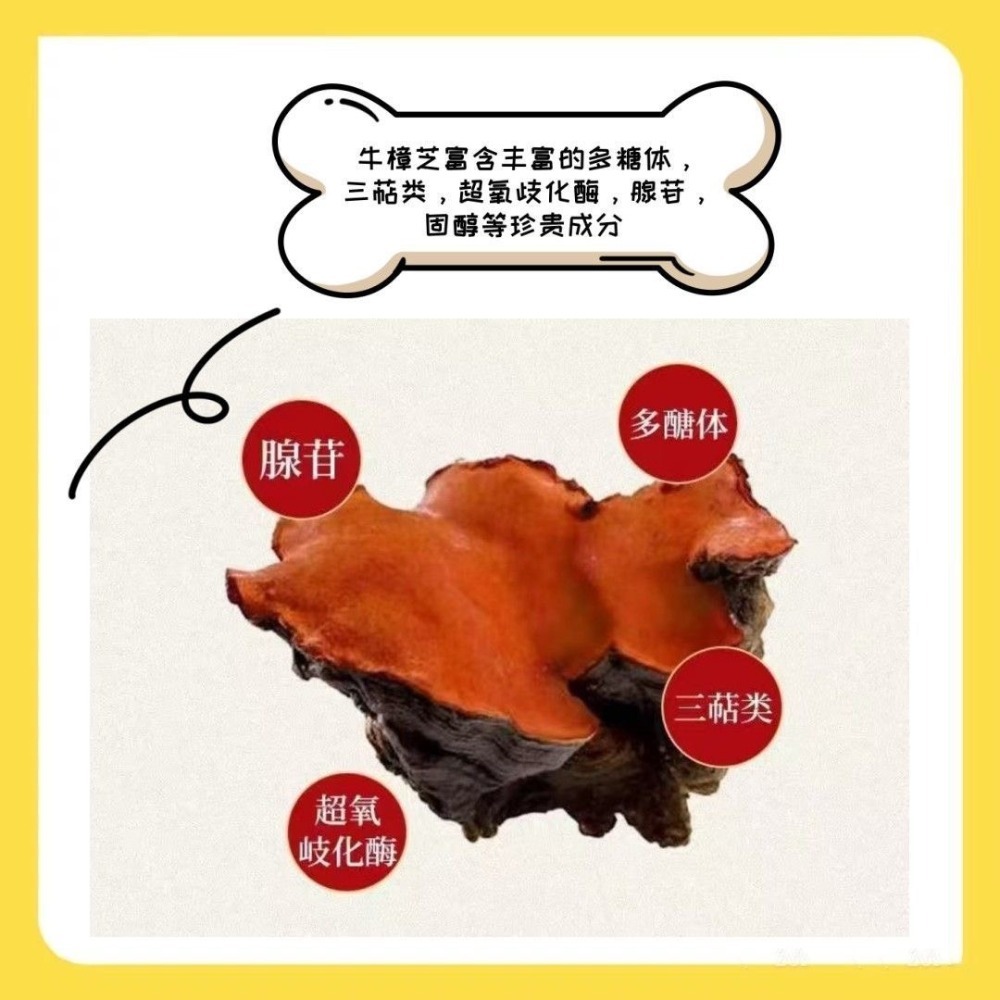 牛樟芝多醣90%牛樟芝菌絲體提取物  100克-細節圖2