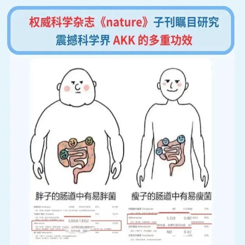 AKK高活性嗜酸性蛋白阿克曼氏菌改變菌叢生態調整體質-細節圖2