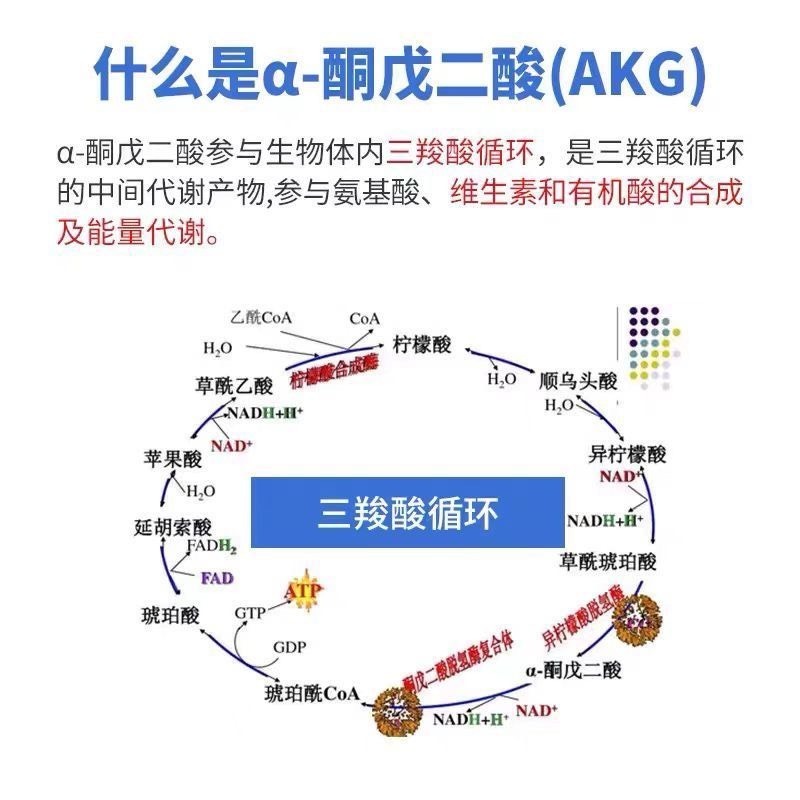 α-酮戊二酸99%食品級原料α酮戊二酸AKG粉膠囊100顆-細節圖3