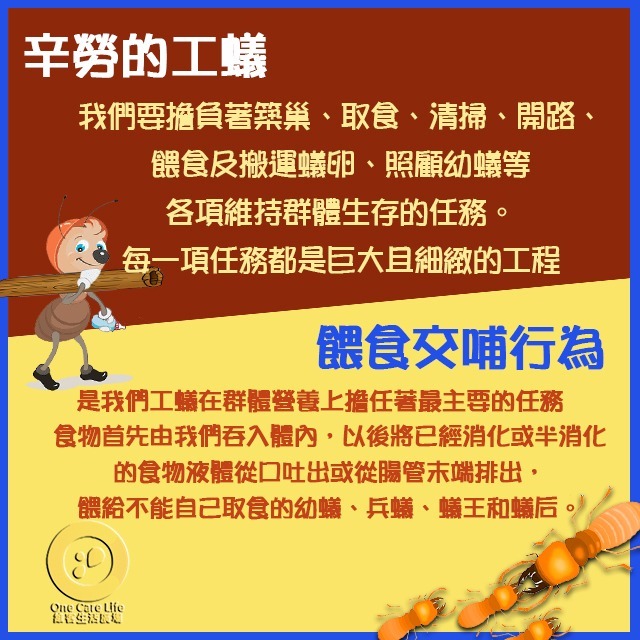 【現貨供應+電子發票】白蟻藥 蛀蟲藥 護木靈 1公升 台灣製品質有保障木料DIY產品 防治 蛀蟲,粉囊蟲 白蟻 木蠹蟲-細節圖4