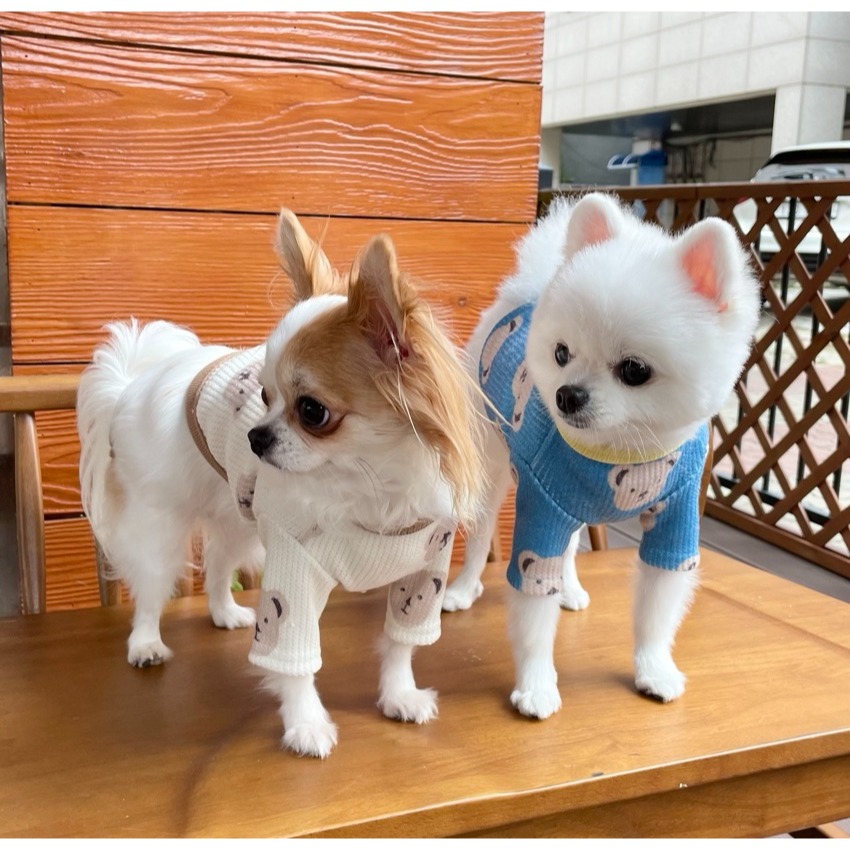 泰迪熊針織衣-細節圖2