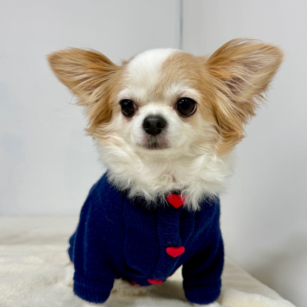 素色愛心萌寵衣-細節圖3