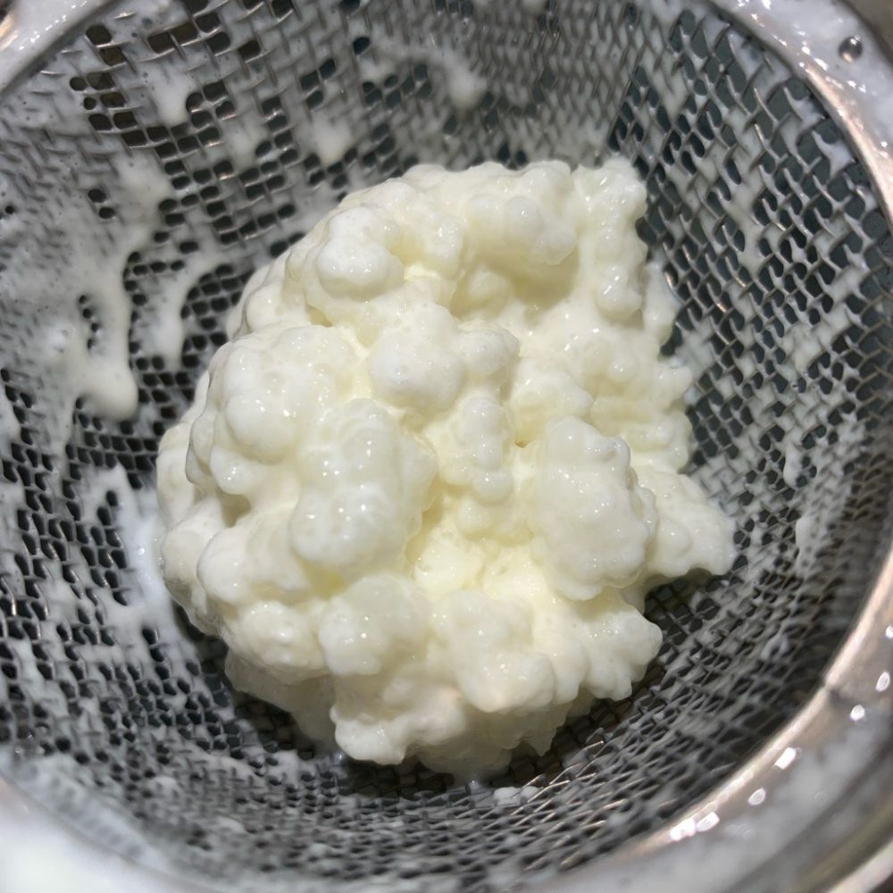 🥣 克菲爾菌 kefir 自製酸奶 優格 優若乳 克菲爾-細節圖2