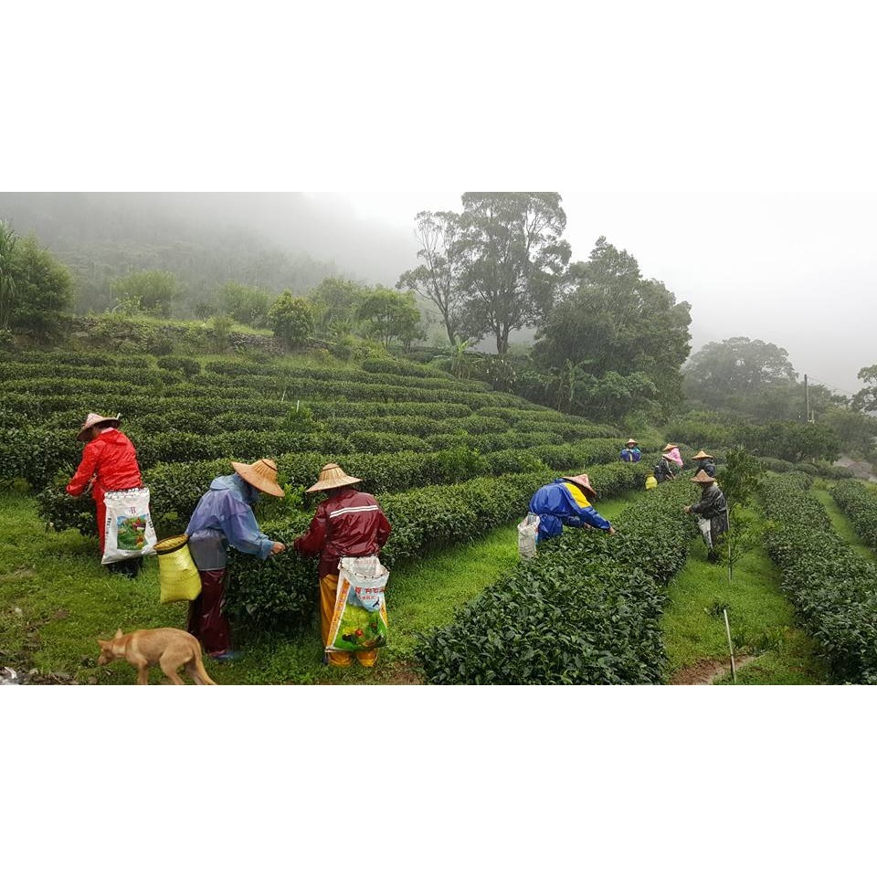 蜜香紅茶-小葉紅茶優良獎（名間農會緘封）-細節圖5
