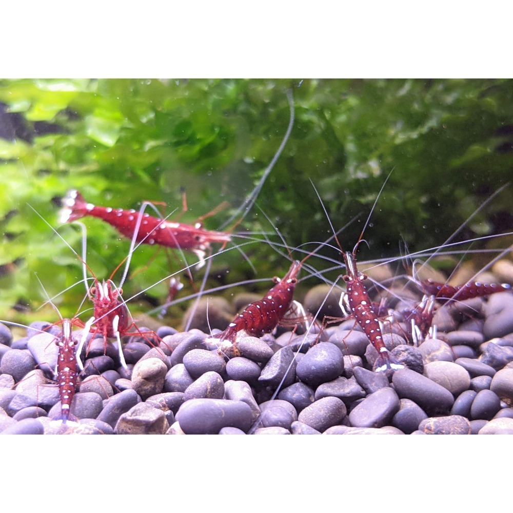 🌟月光蘇蝦場🦐白襪蝦-細節圖2