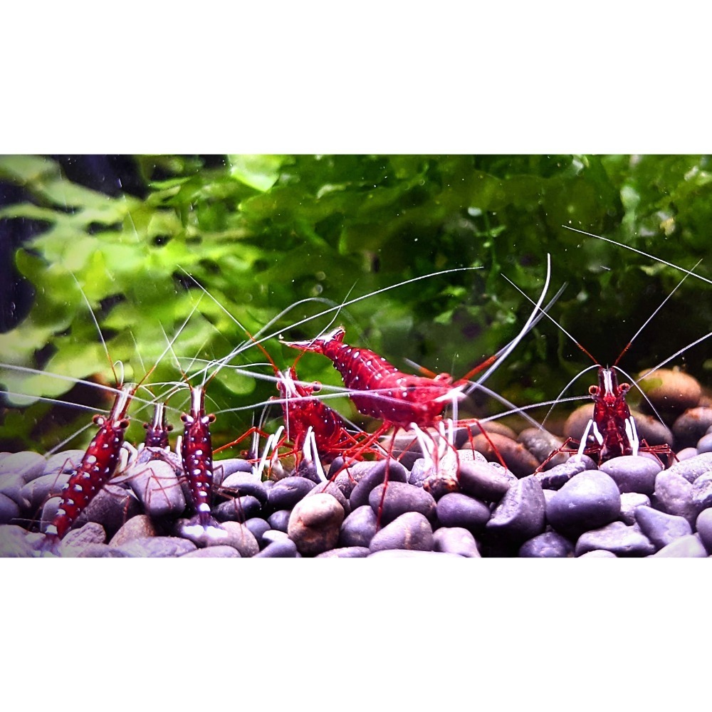 🌟月光蘇蝦場🦐白襪蝦-細節圖3