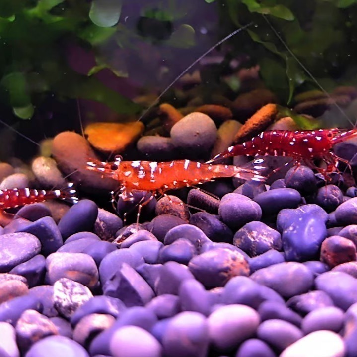 🌟月光蘇蝦場🦐乳牛蝦-細節圖2