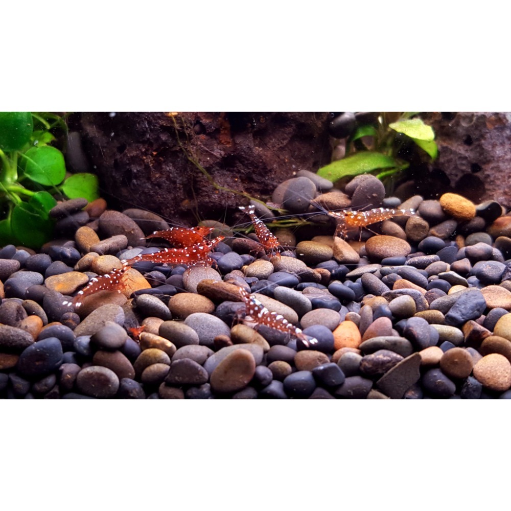 🌟月光蘇蝦場🦐乳牛蝦-細節圖3