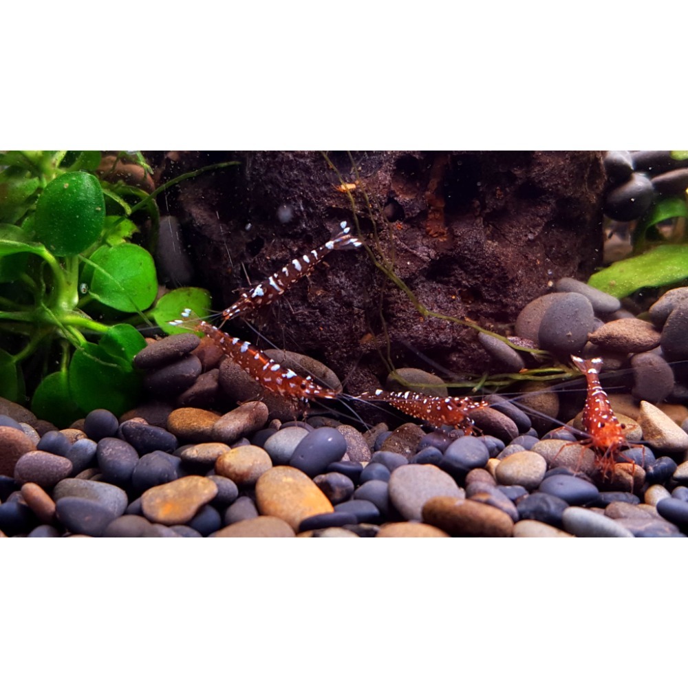 🌟月光蘇蝦場🦐乳牛蝦-細節圖4