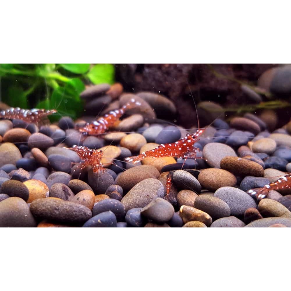 🌟月光蘇蝦場🦐乳牛蝦-細節圖6