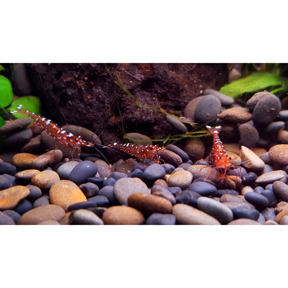 🌟月光蘇蝦場🦐乳牛蝦-細節圖5