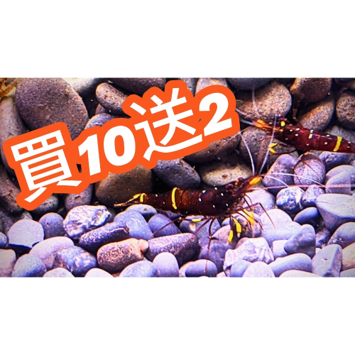 🌟月光蘇蝦場🦐黃斑蝦#買10送2#