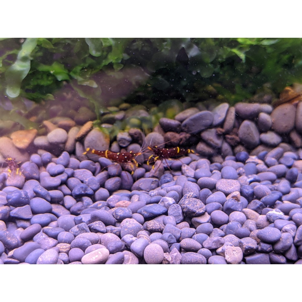🌟月光蘇蝦場🦐黃斑蝦#買10送2#-細節圖4