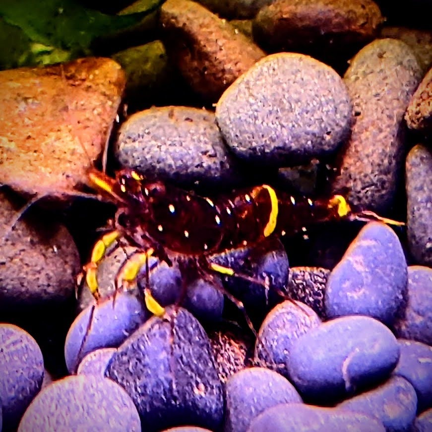 🌟月光蘇蝦場🦐黃斑蝦#買10送2#-細節圖2