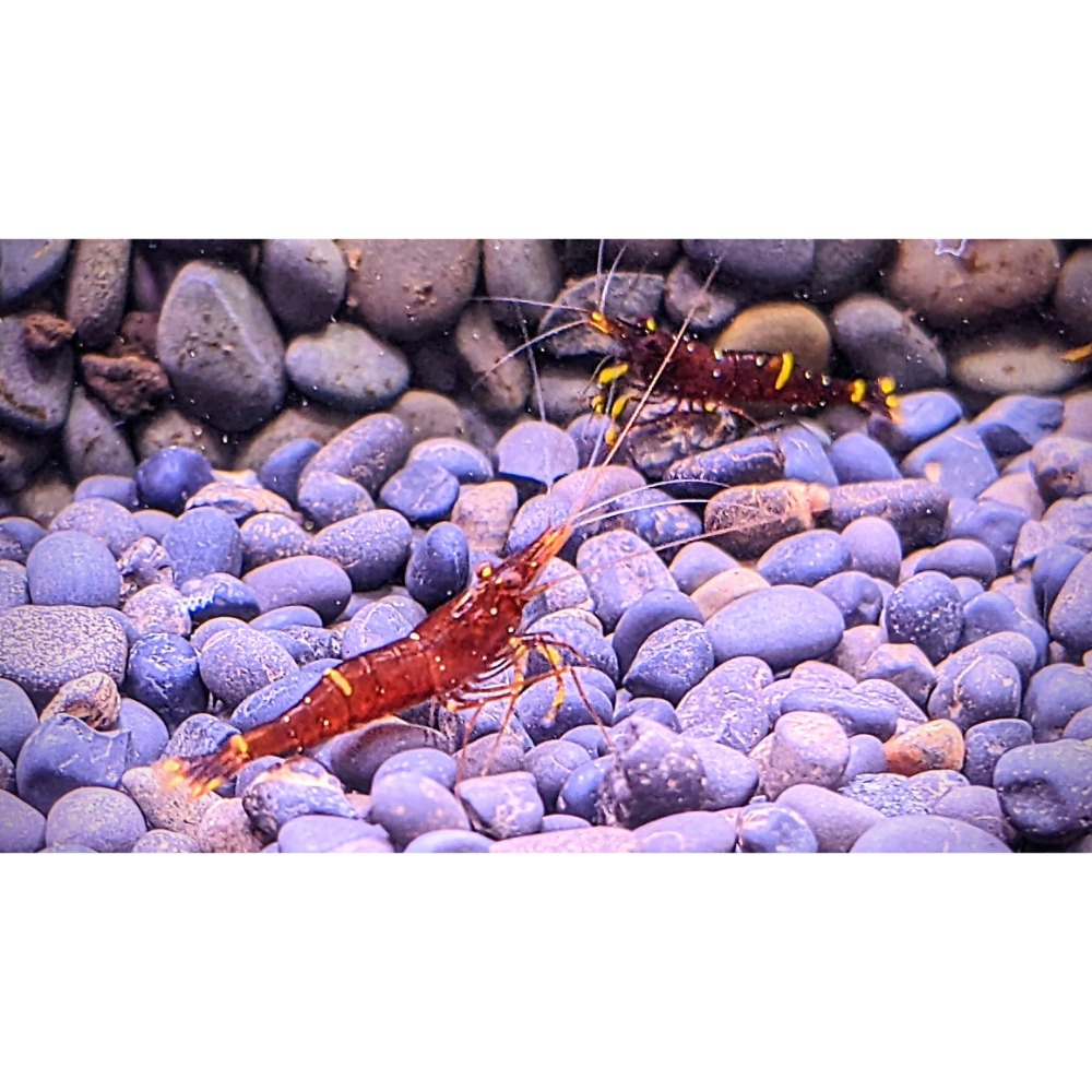 🌟月光蘇蝦場🦐黃斑蝦#買10送2#-細節圖3