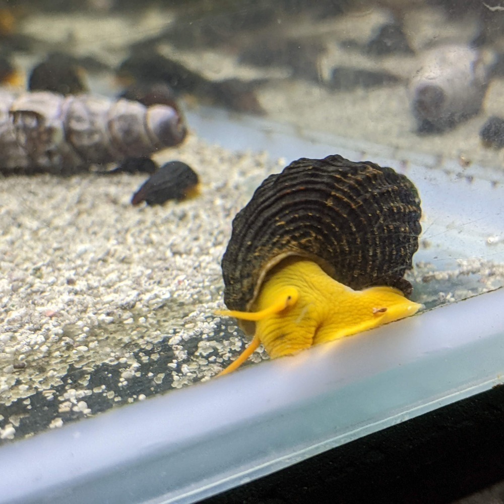 🌟月光蘇蝦場🦐橙兔螺/黃金兔螺-細節圖2