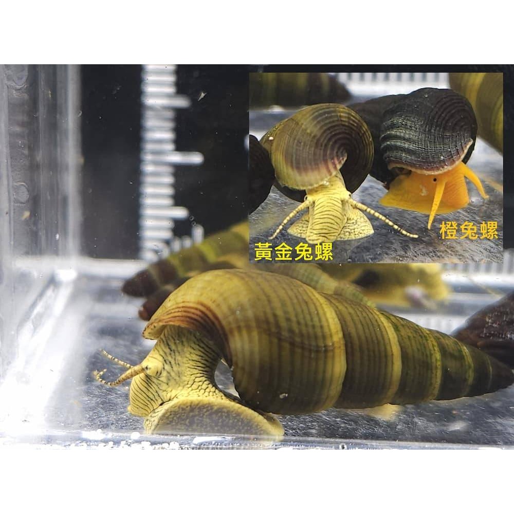 🌟月光蘇蝦場🦐橙兔螺/黃金兔螺-細節圖3
