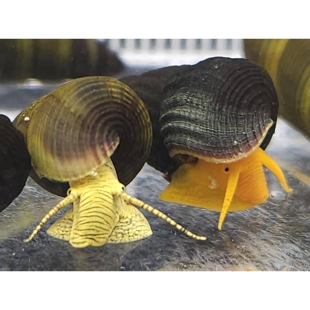 🌟月光蘇蝦場🦐橙兔螺/黃金兔螺-細節圖4