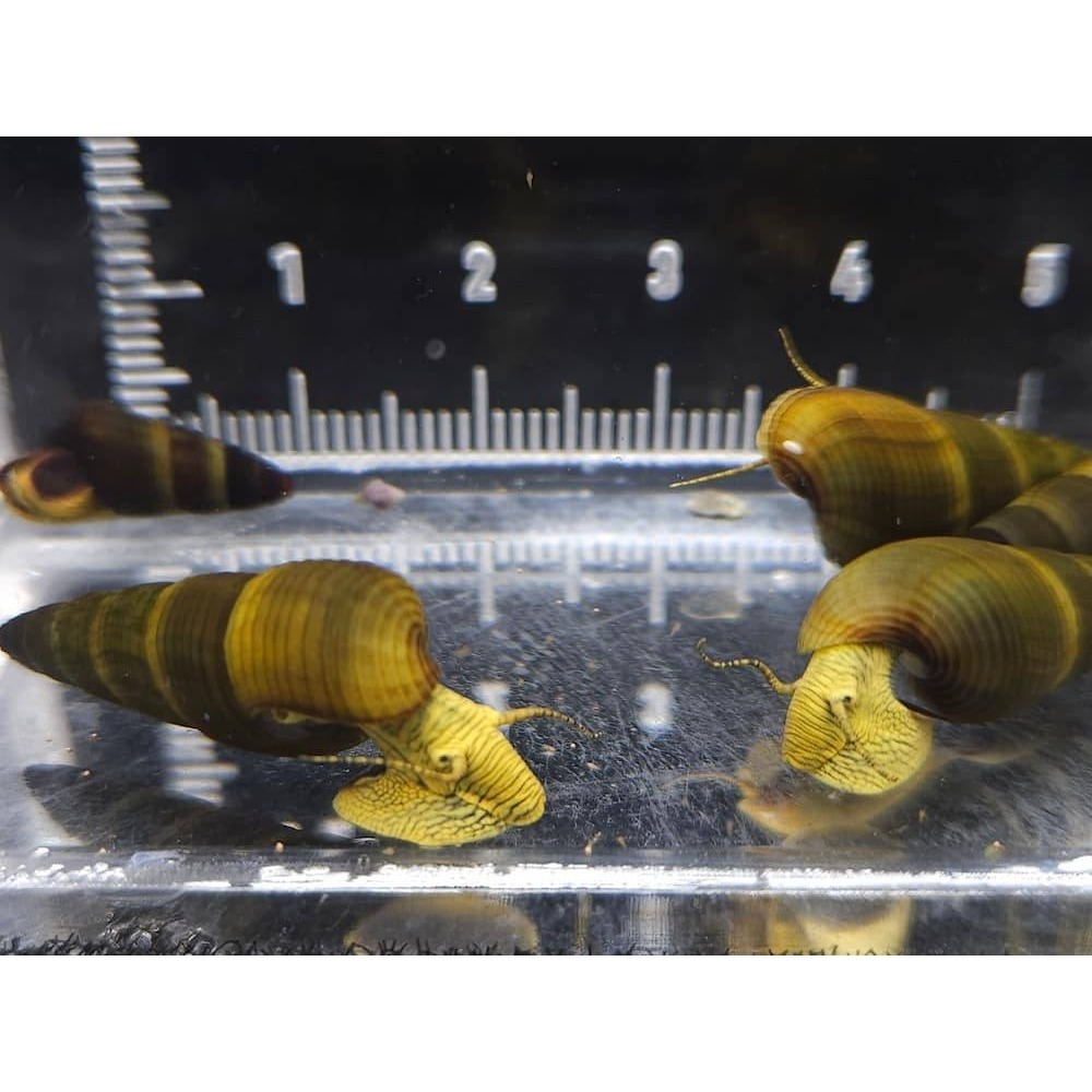 🌟月光蘇蝦場🦐橙兔螺/黃金兔螺-細節圖5