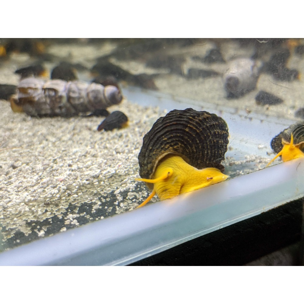 🌟月光蘇蝦場🦐橙兔螺/黃金兔螺-規格圖5