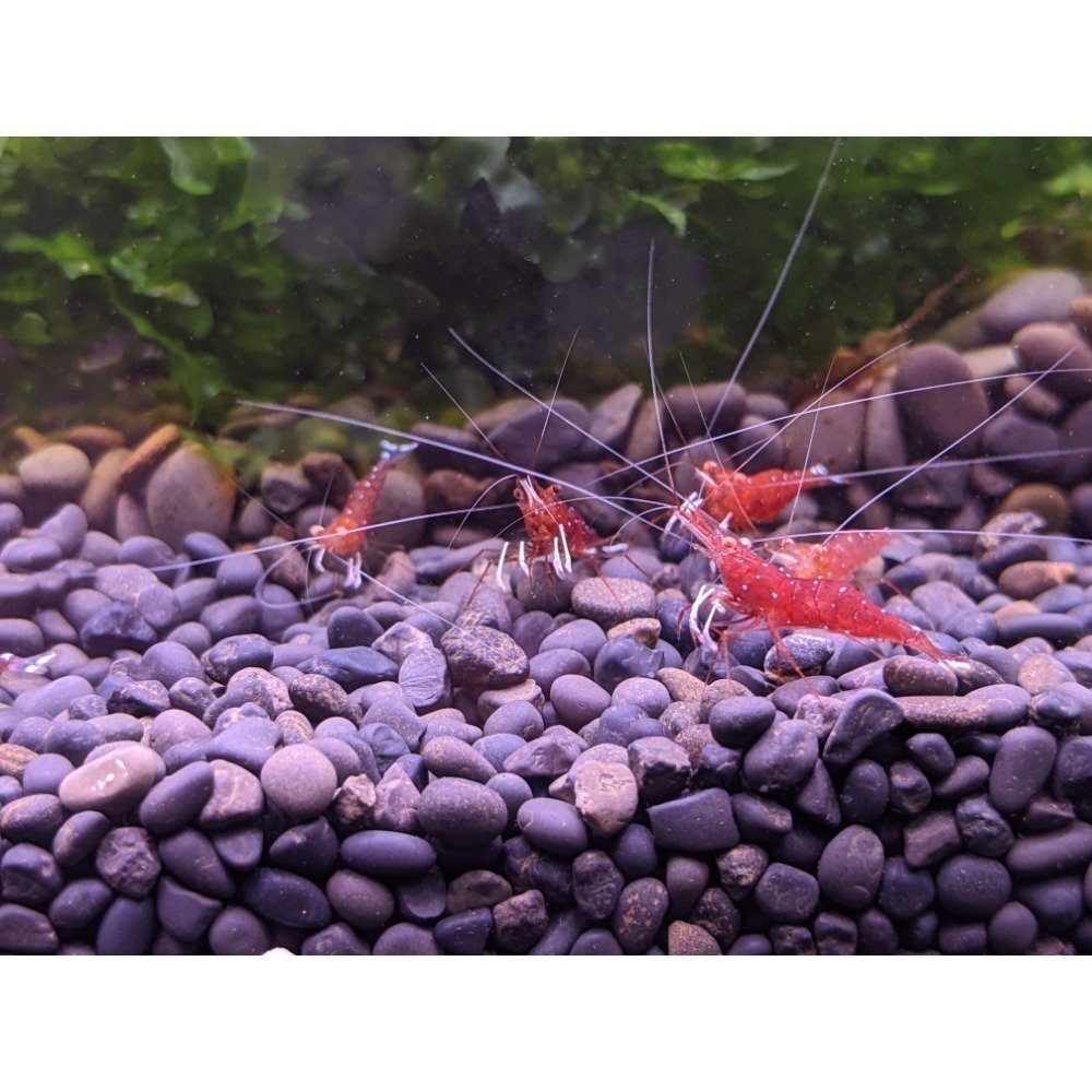 🌟月光蘇蝦場🦐金眼白襪蝦-細節圖2