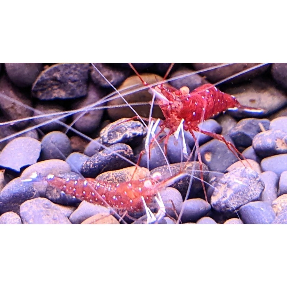 🌟月光蘇蝦場🦐金眼白襪蝦-細節圖3