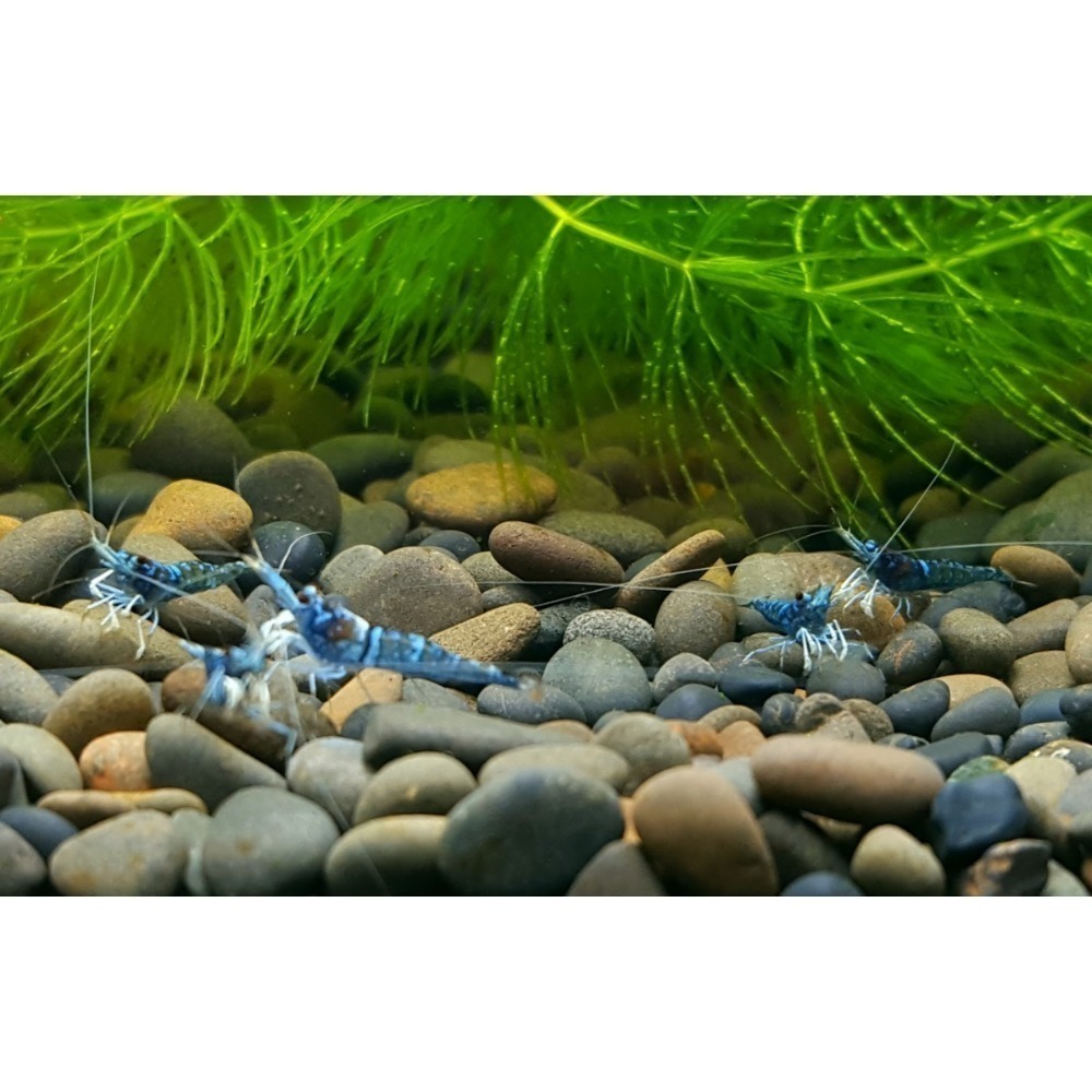 🌟月光蘇蝦場🦐藍體白襪蝦-細節圖2